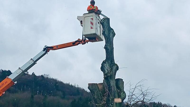 Die Linde bei  bei Wohlmuthsh&uuml;ll wurde gef&auml;llt.Forchheim & Fr&auml;nkische Schweiz