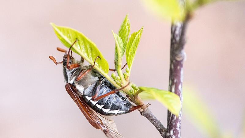 Maik&auml;fer ern&auml;hren sich von Laubbaumbl&auml;ttern. In den Nadelwaldgebieten Oberfrankens waren die Insekten bisher nur selten anzutreffen.