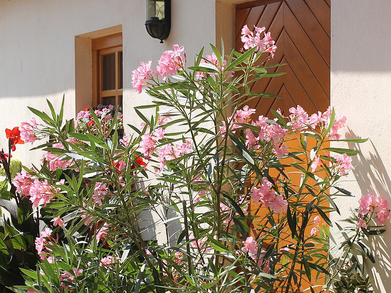 Oleander