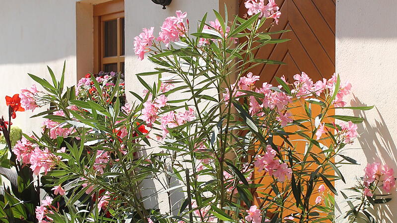 Oleander
