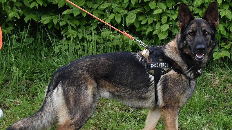 Schäferhündin Lia braucht ein neues Herrchen.