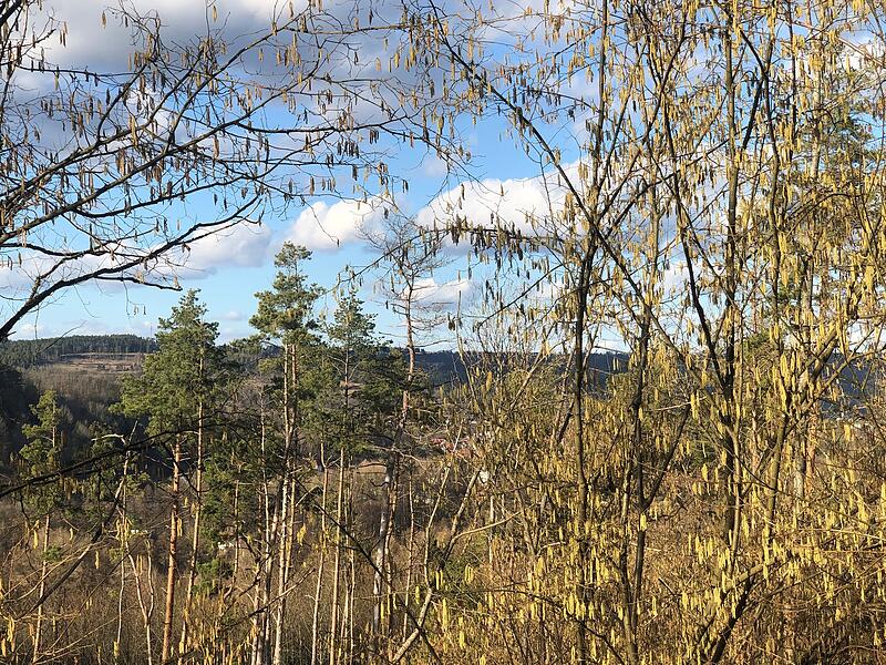 Leserfotos: So sch&ouml;n ist der Sommeranfang im FrankenwaldLeserfotos: So sch&ouml;n ist der Sommeranfang im Frankenwald