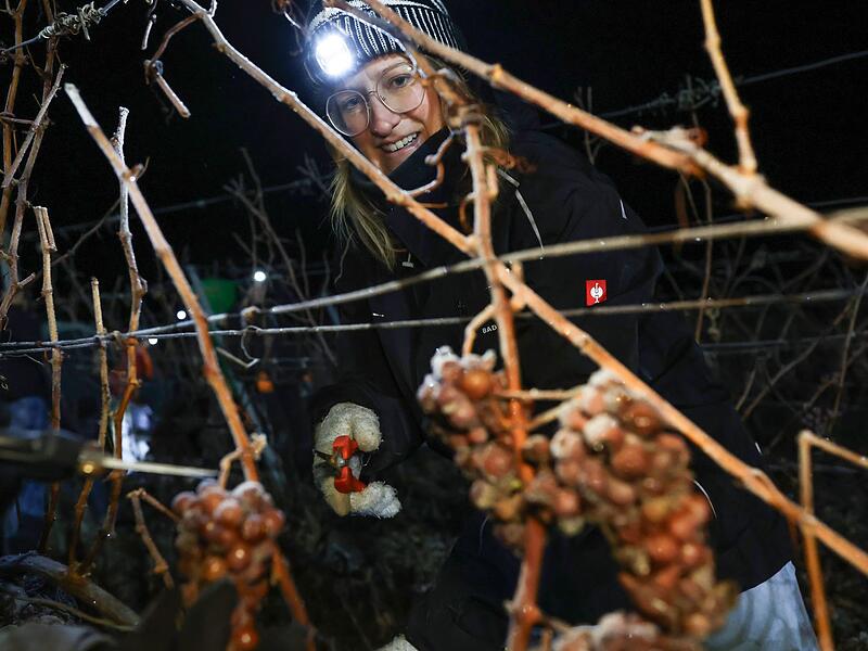 Eisweinlese in Franken