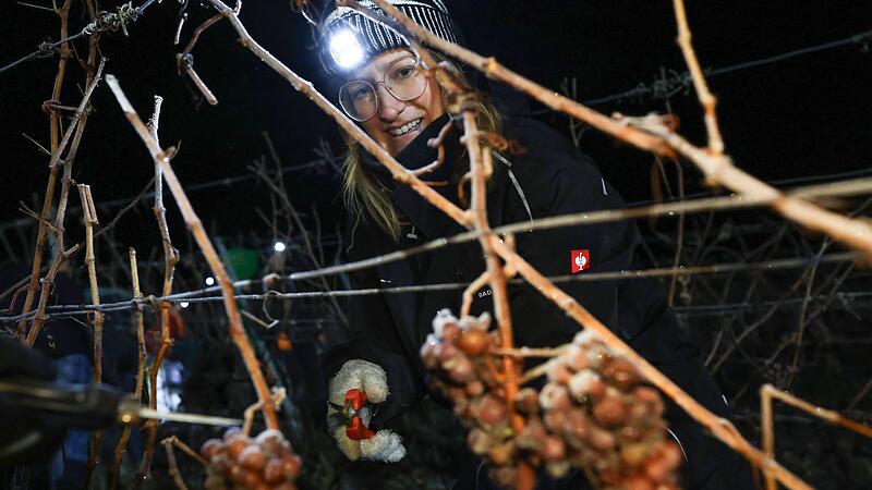Eisweinlese in Franken