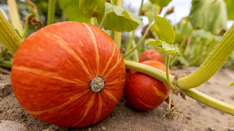 Wenn Kürbisse zu früh gepflückt werden, halten sie nicht lange. Wenn Kürbisse zu früh gepflückt werden, halten sie nicht lange.