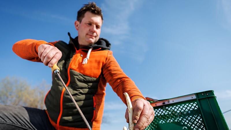 Erster Spargel wird geerntet - Saison startet im April richtig Erster Spargel wird geerntet - Saison startet im April richtig