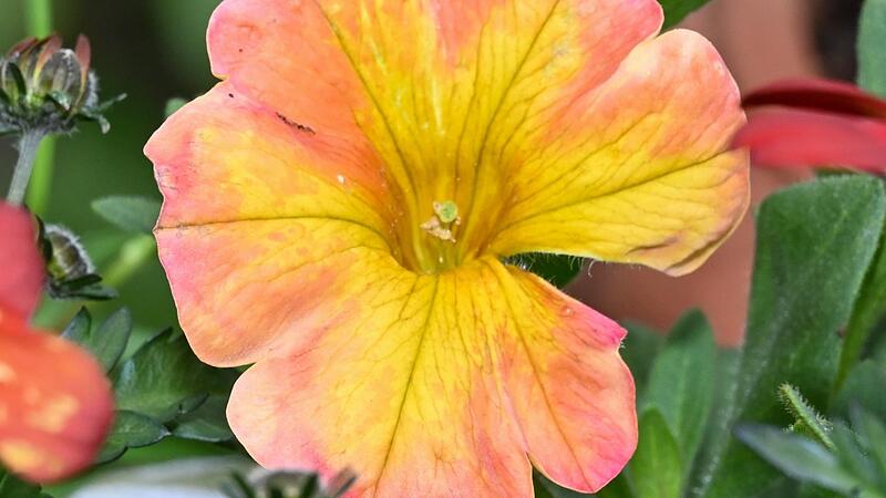 Die Blüte der Petunie erinnert an den Sonnenuntergang.