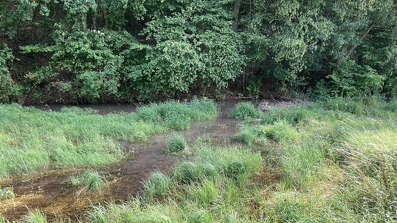 Zwischen Engenthal und Trimberg staut sich auf einer Wiese neben der Straße bereits das Wasser, weil ein Biber-Paar dort mit einem Damm den Bach blockiert (im Hintergrund). Zwischen Engenthal und Trimberg staut sich auf einer Wiese neben der Straße bereits das Wasser, weil ein Biber-Paar dort mit einem Damm den Bach blockiert (im Hintergrund).