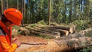 Wald