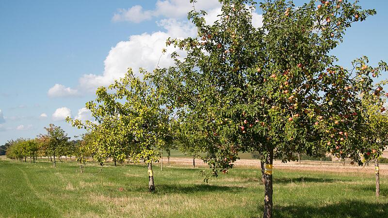 Eine Streuobstwiese und eine naturnahe Hecke sollen das Baugebiet bei Teuschnitz eingr&uuml;nen.