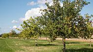 Eine Streuobstwiese und eine naturnahe Hecke sollen das Baugebiet bei Teuschnitz eingrünen. Eine Streuobstwiese und eine naturnahe Hecke sollen das Baugebiet bei Teuschnitz eingrünen.