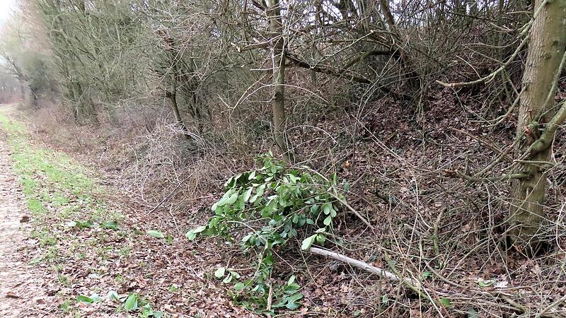 Grob fahrl&auml;ssig oder vors&auml;tzlich: Baum- und Gartenschnittgut und Abf&auml;lle werden einfach in die Gr&auml;ben geworfen. Die Folge ist, dass der Regen schlecht ablaufen kann.