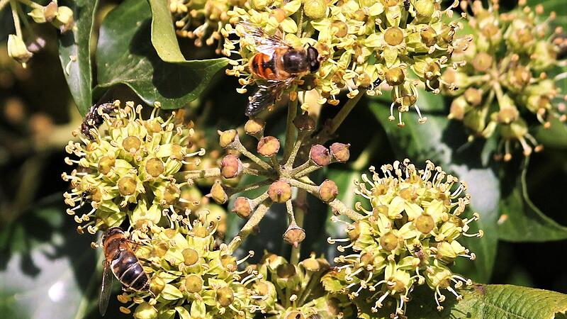 Schwebfliege und Honigbienen laben sich zurzeit an Efeublüten.
