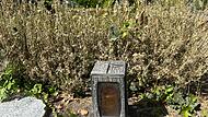 Der Buchsbaumzünsler hat am Coburger Friedhof viele Hecken und Sträucher kaputt gefressen.