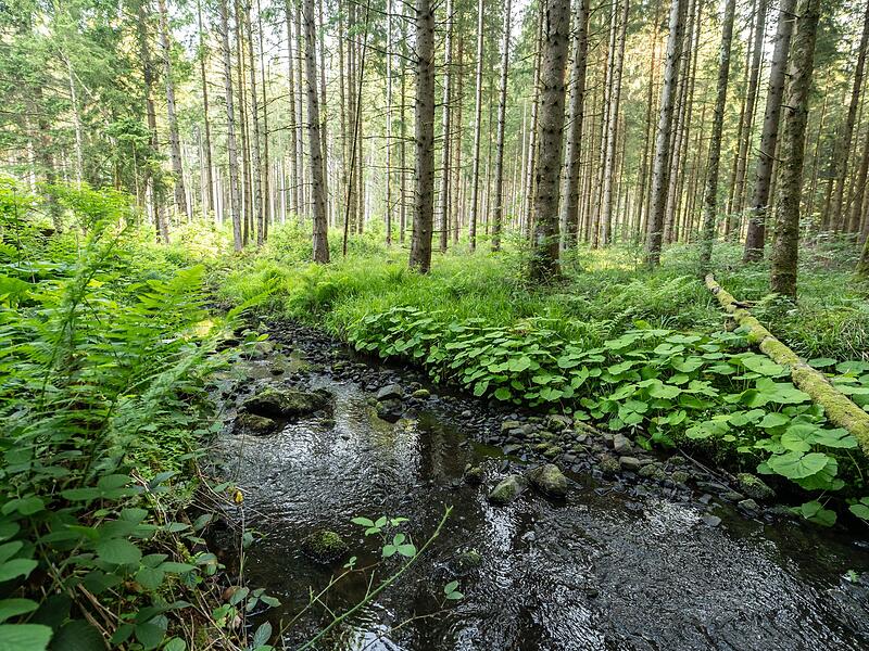 Bach im Wald Bach im Wald
