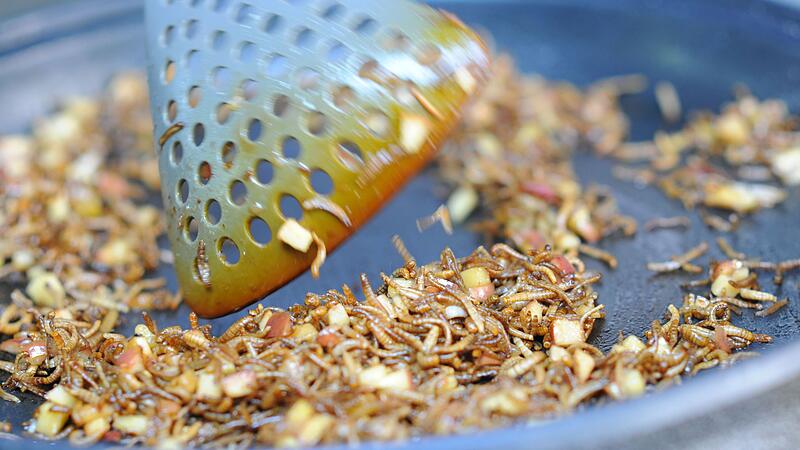 Wochenende der Insektenfresser im Prager Zoo