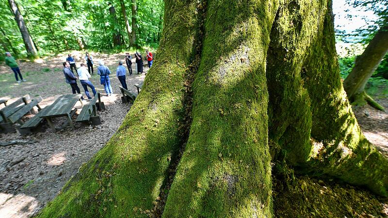 Blick auf die Freifl&auml;che beim Wanderparkplatz Handthalgrund.
