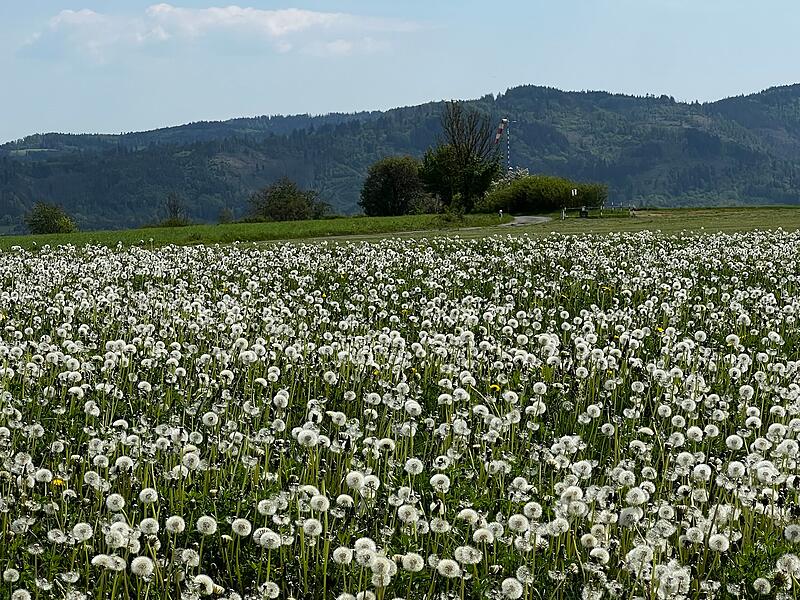 Leserfotos: So sch&ouml;n ist der Sommeranfang im FrankenwaldLeserfotos: So sch&ouml;n ist der Sommeranfang im Frankenwald
