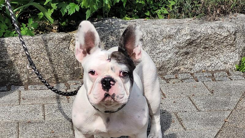 Bullihündin Nala