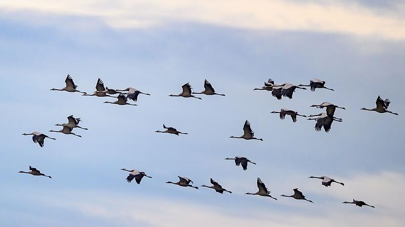 Kraniche fliegen Richtung Süden Kraniche fliegen Richtung Süden