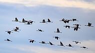 Kraniche fliegen Richtung S&uuml;den
