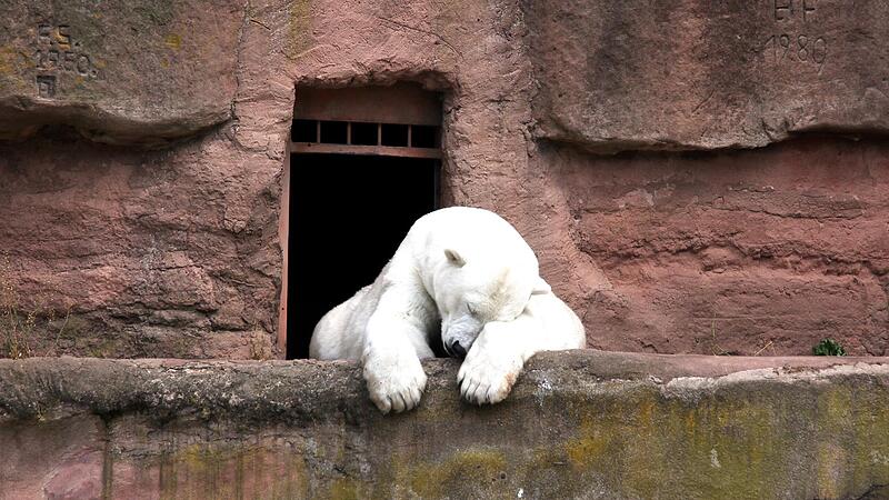Ein Eisb&auml;r im Zoo. F&uuml;r vier Artgenossen endete in N&uuml;rnberg  ein Ausflug t&ouml;dlich.