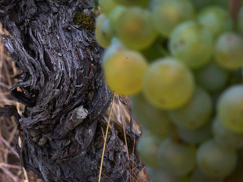 Frankenwein