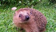 Erste Schritte in der Freiheit: Dieser Igel wurde in der Schutzstation Trabelsdorf erfolgreich gepflegt und kann noch im Herbst ausgewildert werden.