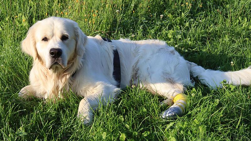 Der Hund von Romina Schneider wurde durch eine Glasscherbe an der Pfote verletzt und musste zum Tierarzt.Forchheim & Fr&auml;nkische Schweiz