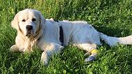 Der Hund von Romina Schneider wurde durch eine Glasscherbe an der Pfote verletzt und musste zum Tierarzt.Forchheim & Fränkische Schweiz