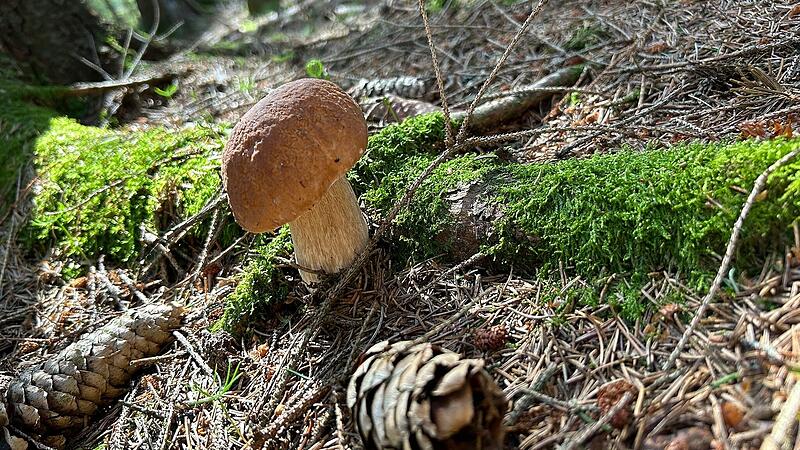 Foto der Woche_KW28_Marone