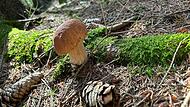 Foto der Woche_KW28_Marone