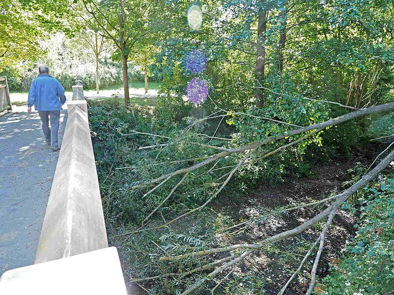 Coburg: Bäume können wegen der großen Trockenheit umkippen