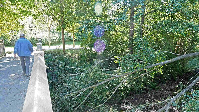Coburg: B&auml;ume k&ouml;nnen wegen der gro&szlig;en Trockenheit umkippen