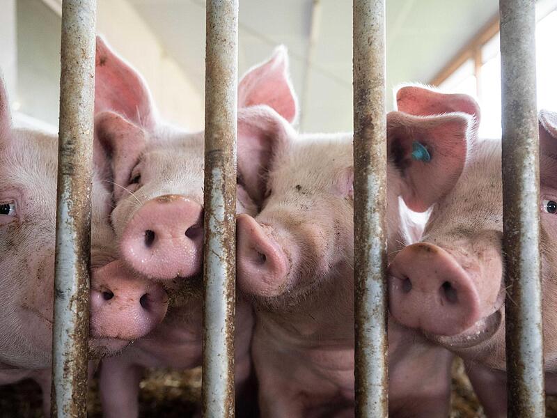 Eine Art Frühwarnsystem soll verhindern, dass es zu Tierquälereien kommt.