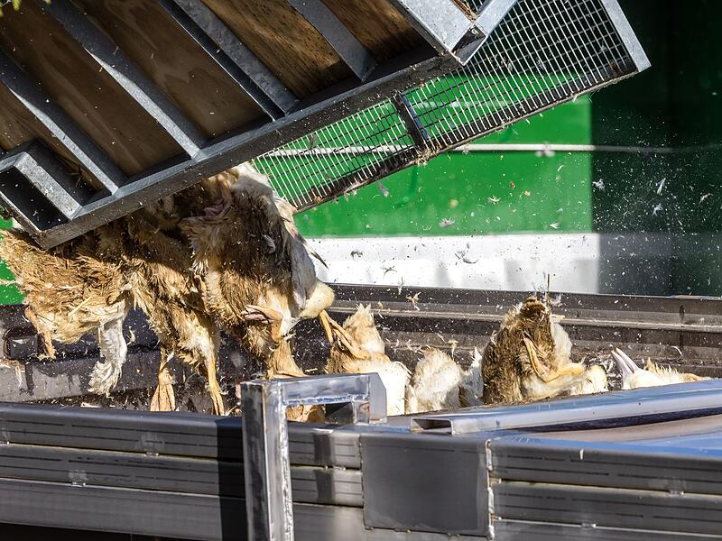 Vogelgrippe - Neuhardenberg