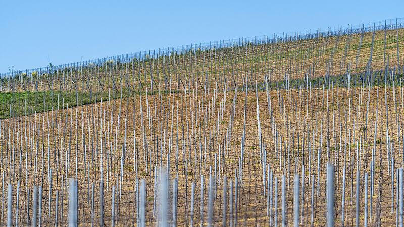 Weingut Weingut