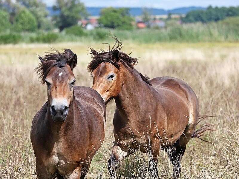 Bei den auf der Wilden Weide eingesetzten Exmoor-Ponys handelt es sich um eine besonders ursprüngliche und widerstandsfähige Pferderasse, die hervorragend an die naturnahen Bedingungen vor Ort angepasst ist.