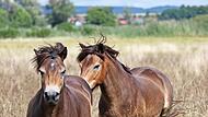 Bei den auf der Wilden Weide eingesetzten Exmoor-Ponys handelt es sich um eine besonders ursprüngliche und widerstandsfähige Pferderasse, die hervorragend an die naturnahen Bedingungen vor Ort angepasst ist.
