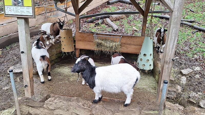 Tierpark HundshauptenForchheim & Fränkische Schweiz