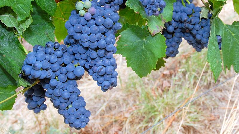 Prachtvoll reifen diese Weintrauben in Zeil.