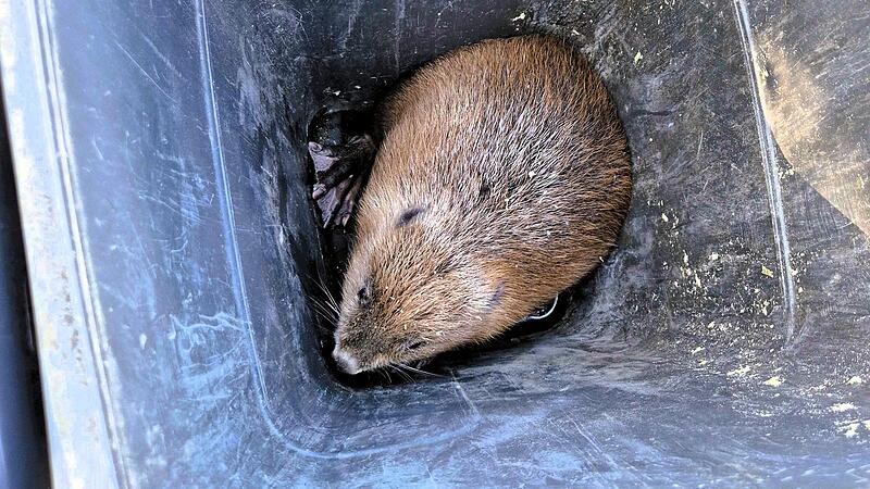 Die Polizei brachte vorsorglich eine Tonne mit, um den Biber einzufangen.