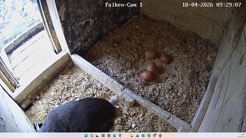 Wanderfalken Coburg 2026