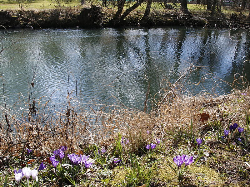 Die ersten Blumen blühen im KurgartenDie ersten Frühlingsboten in Bad Kissingen Die ersten Blumen blühen im Kurgarten
