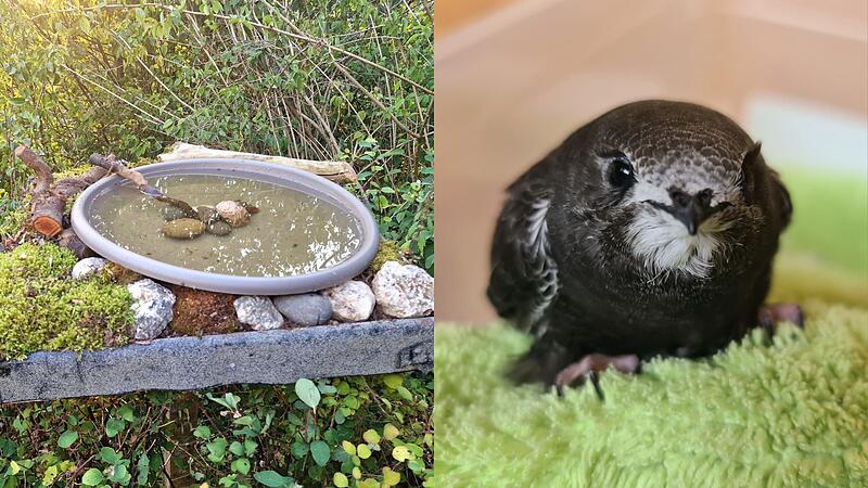 So &uuml;berstehen Singv&ouml;gel die Hitzewelle im Kreis Kronach