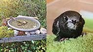 So &uuml;berstehen Singv&ouml;gel die Hitzewelle im Kreis Kronach