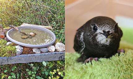 So &uuml;berstehen Singv&ouml;gel die Hitzewelle im Kreis Kronach