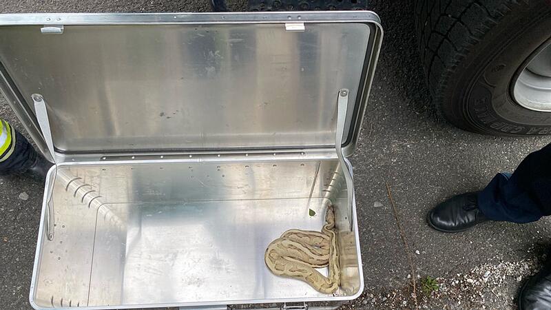 K&ouml;nigspython auf Briefkasten in Oberbayern gefunden