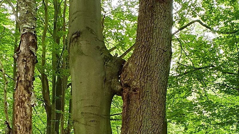 K&uuml;ssende Eichen und Buchen k&ouml;nnen auf dem Alfred-Toepfer-Pfad bestaunt werden.