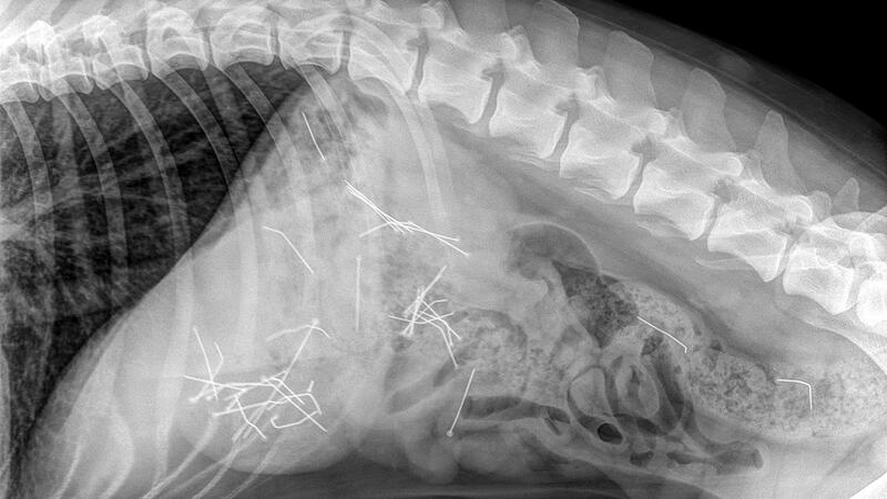 Das R&ouml;ntgenbild zeigt deutlich die vielen Stecknadeln im K&ouml;rper der H&uuml;ndin.